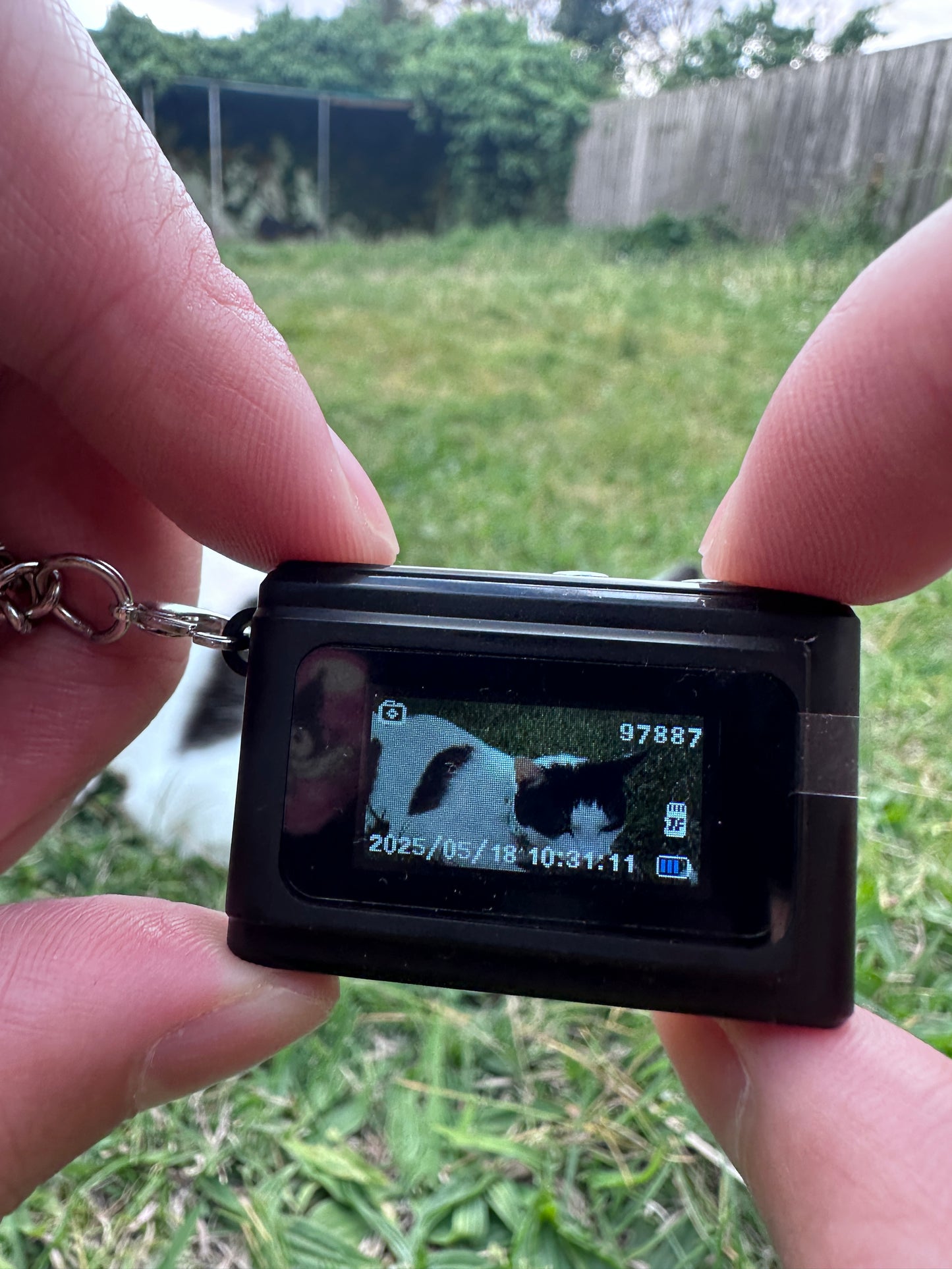 Small digital camera with a screen displaying a cat's face, held by a person outdoors.