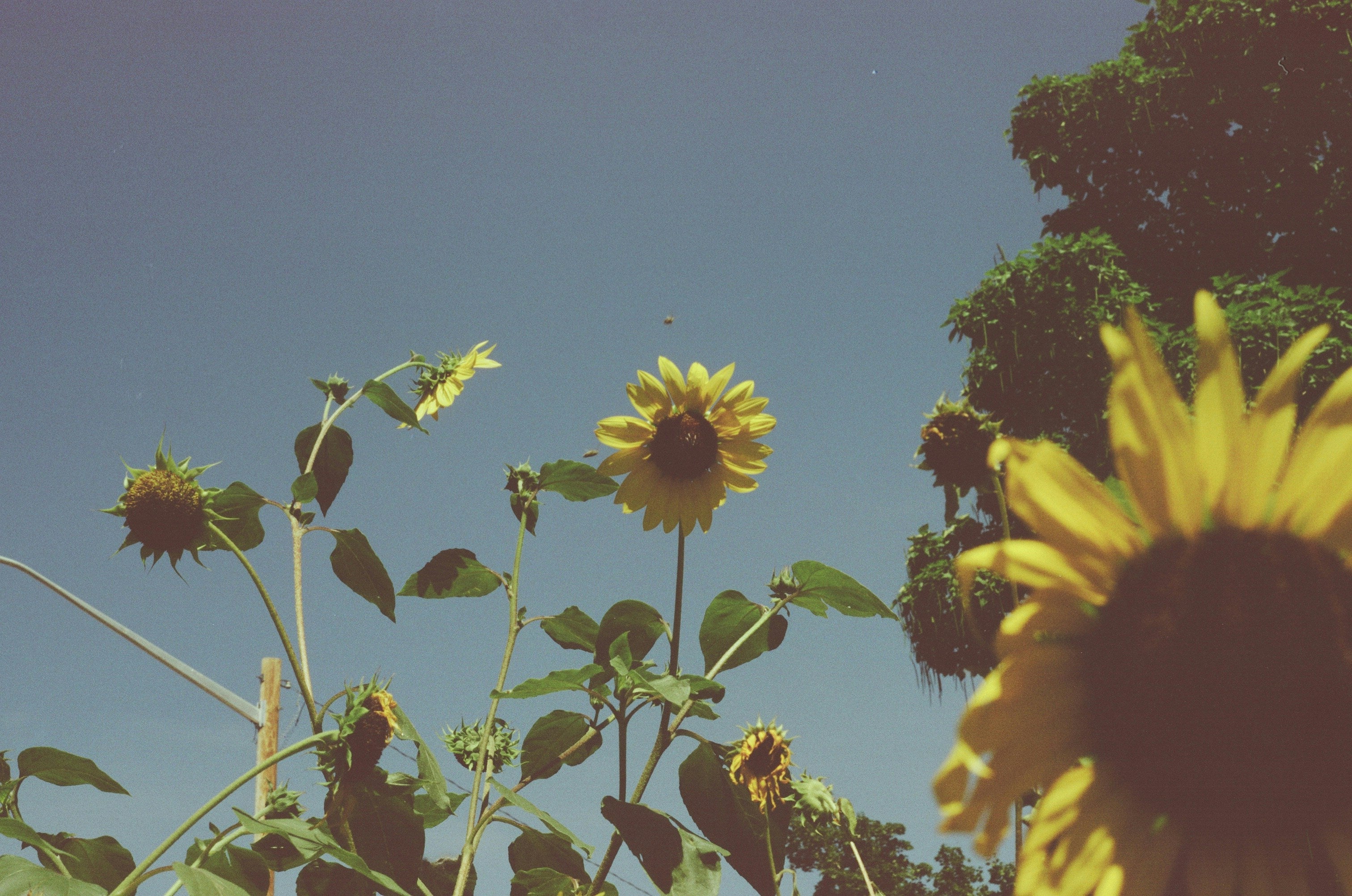 SerenoVita Accessories - Kodak 400 Film Roll