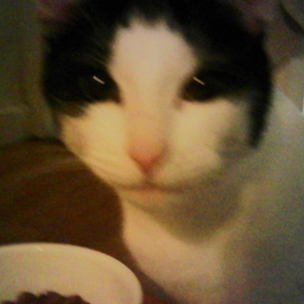 Close-up of a black and white cat with a blurred background