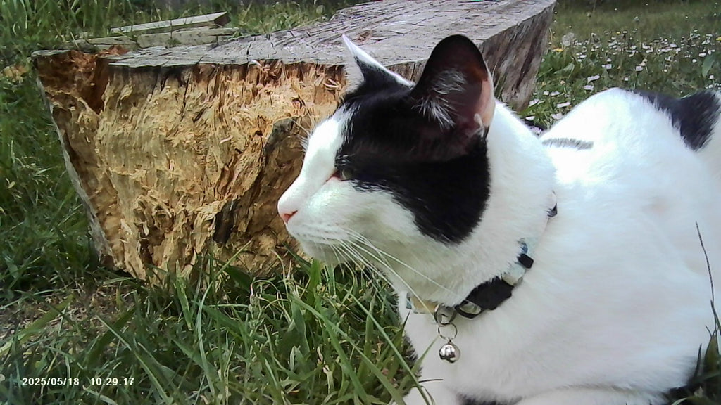 VitaCam 1080P Mini Camera Pink