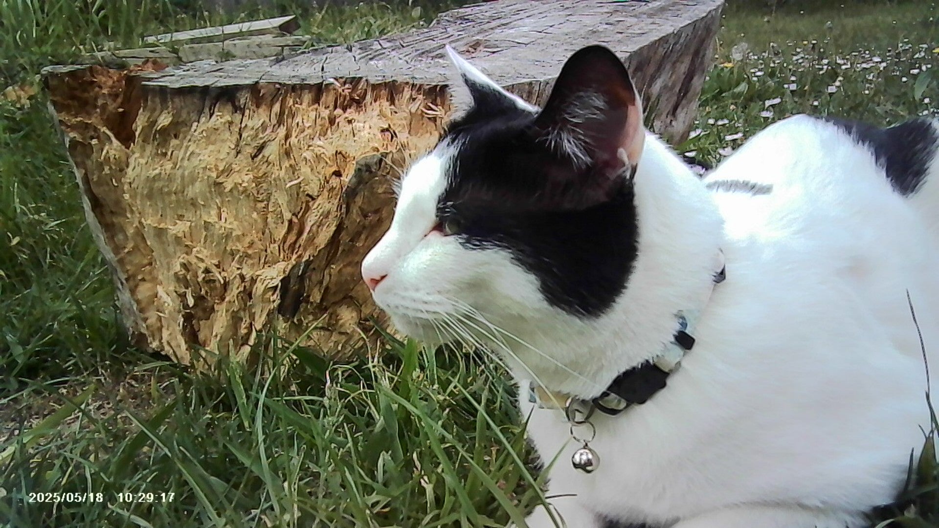 VitaCam 1080P Mini Camera Pink