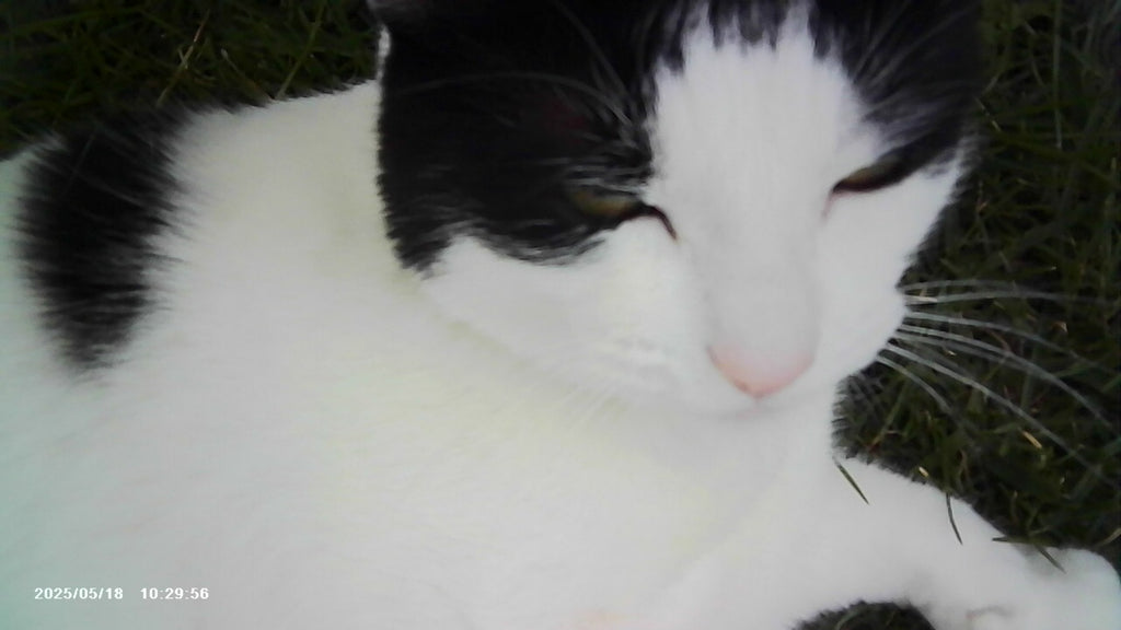 VitaCam 1080P Mini Camera Green