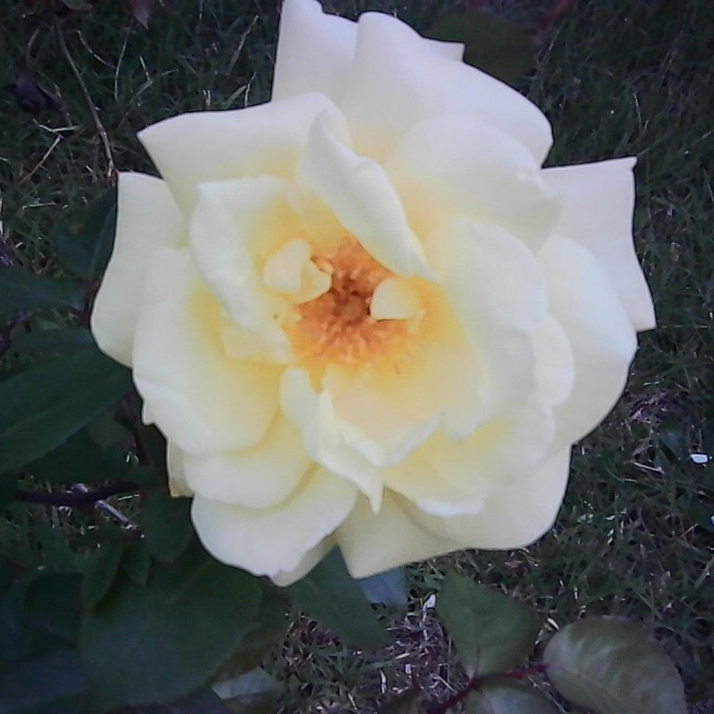 White rose with a yellow center on a dark background