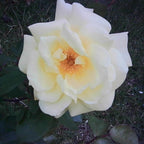 White rose with a yellow center on a dark background