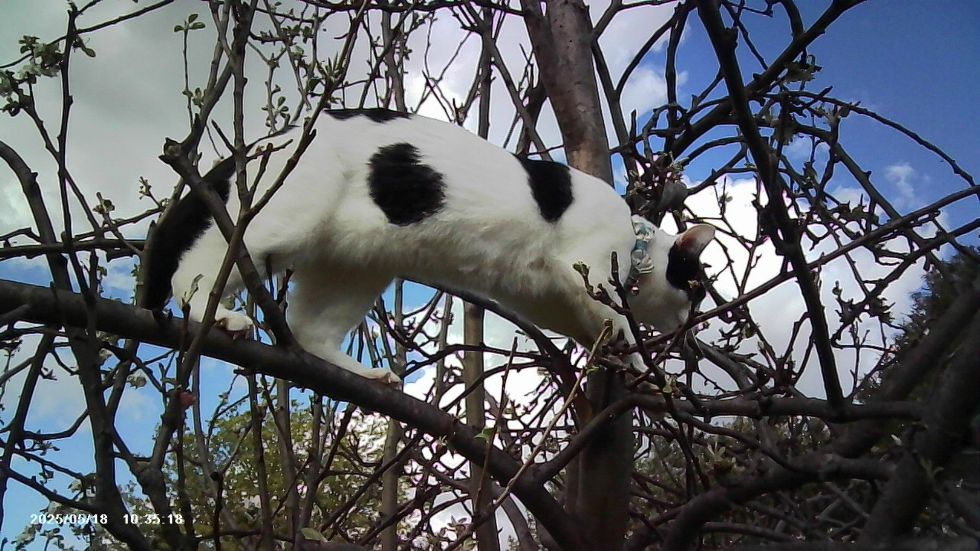 VitaCam 1080P Mini Camera Pink