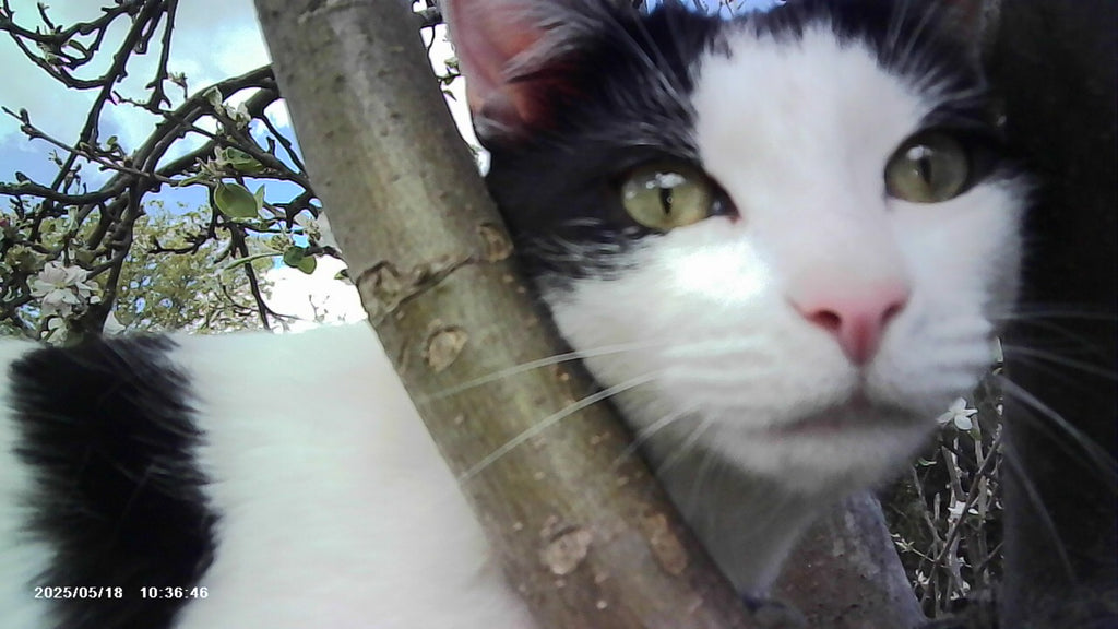 VitaCam 1080P Mini Camera Pink