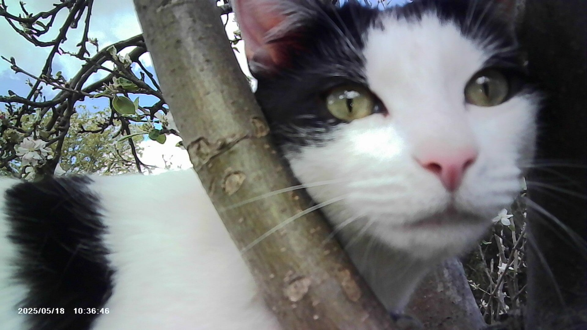 VitaCam 1080P Mini Camera Pink