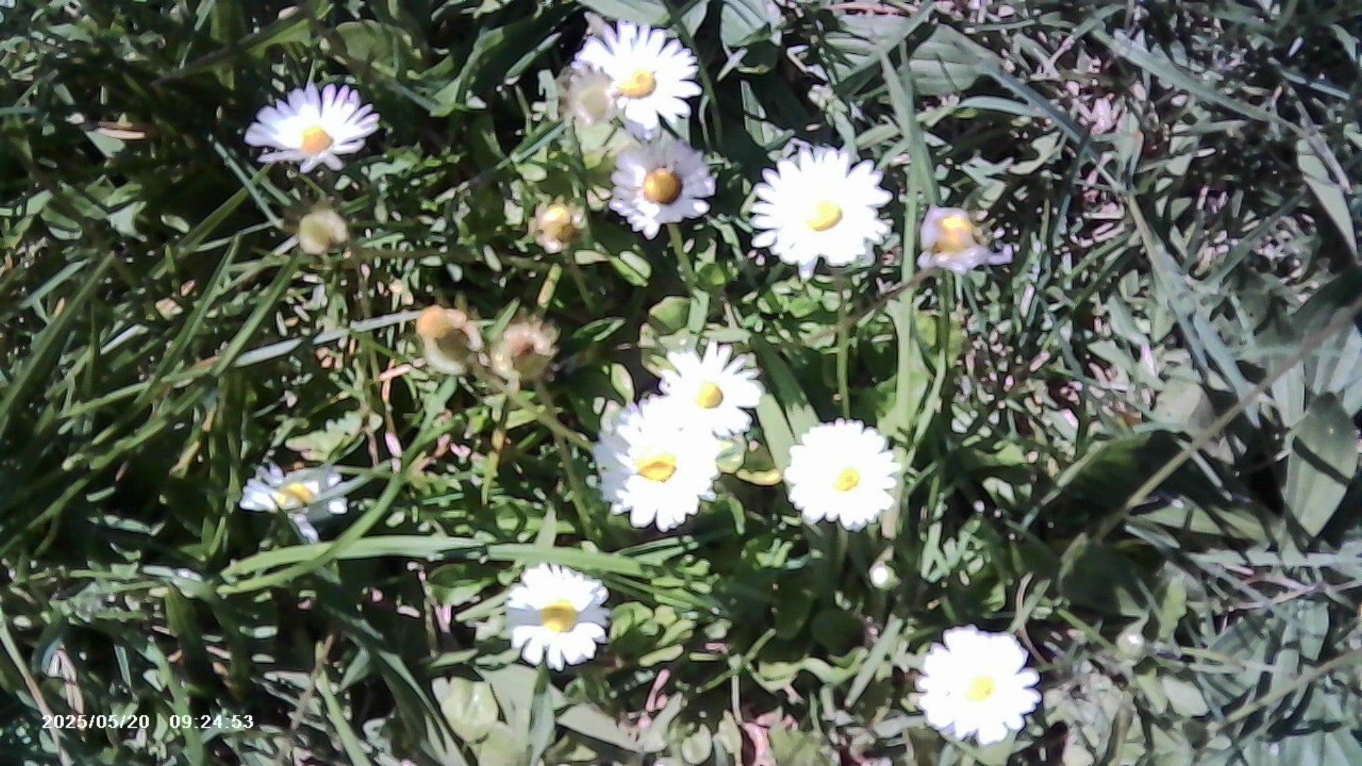 VitaCam 1080P Mini Camera Pink