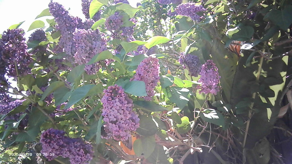 Purple flowers with green leaves in a natural setting