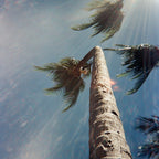 Palm tree against a blue sky with sunlight